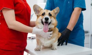 OPERATIVO DE ESTERILIZACIÓN DE MASCOTAS.